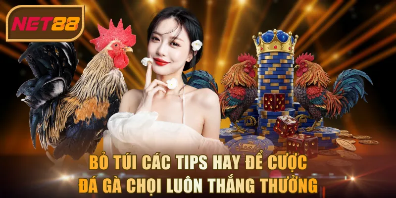 Bỏ túi các tips hay để cược đá gà chọi luôn thắng thưởng