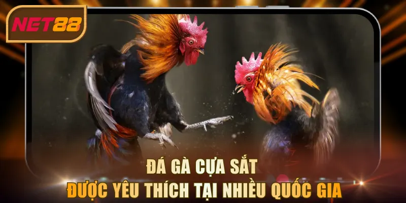 Đá gà cựa sắt được yêu thích tại nhiều quốc gia