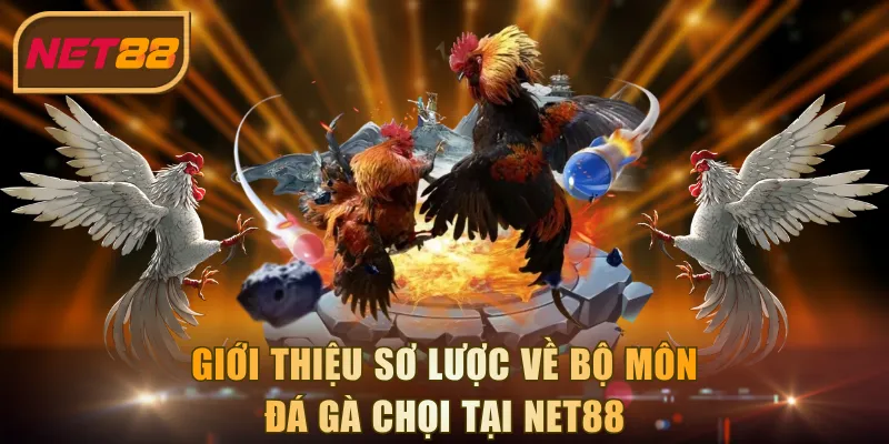 Giới thiệu sơ lược về bộ môn đá gà chọi tại NET88