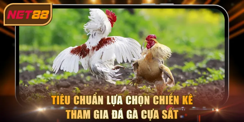 Tiêu chuẩn lựa chọn chiến kê tham gia đá gà cựa sắt